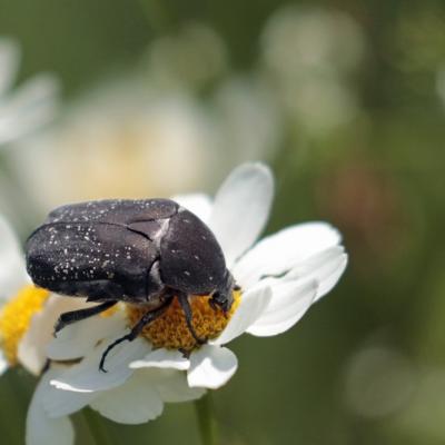 Cetoine noire  (Protaetia morio)