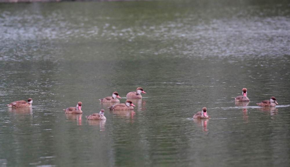 Nettes rousses (Netta rufina)