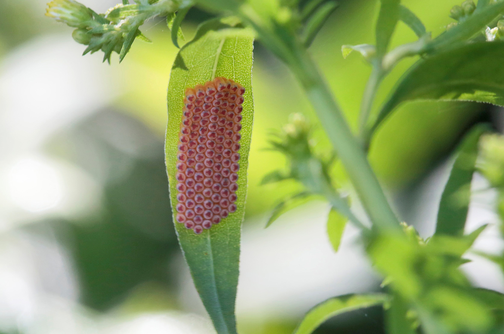 Nezara viridula ponte