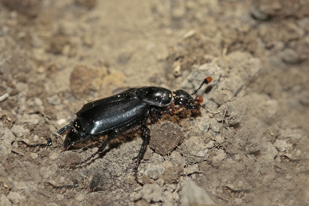 Nécrophore ensevelisseur (Nicrophorus humator)