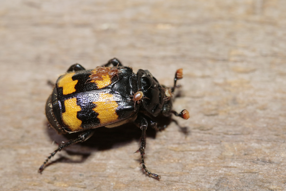 Nécrophore (Nicrophorus interruptus)