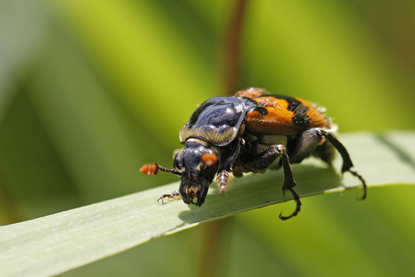 Nécrophore (Nicrophorus vespillo)