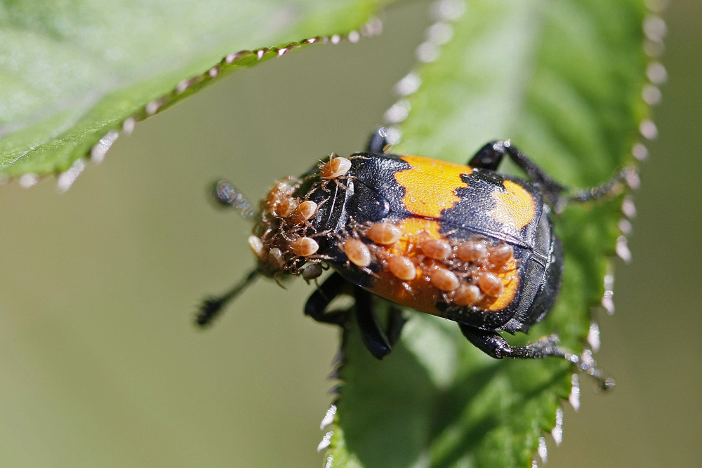 Nécrophore (Nicrophorus vespilloides)