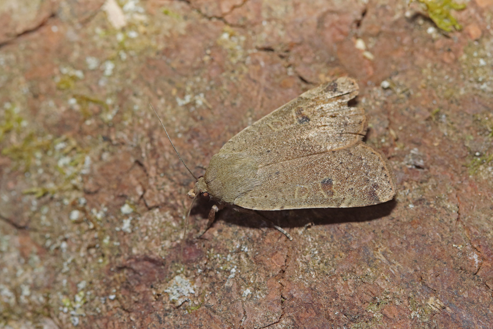 La Hulotte (Noctua comes)