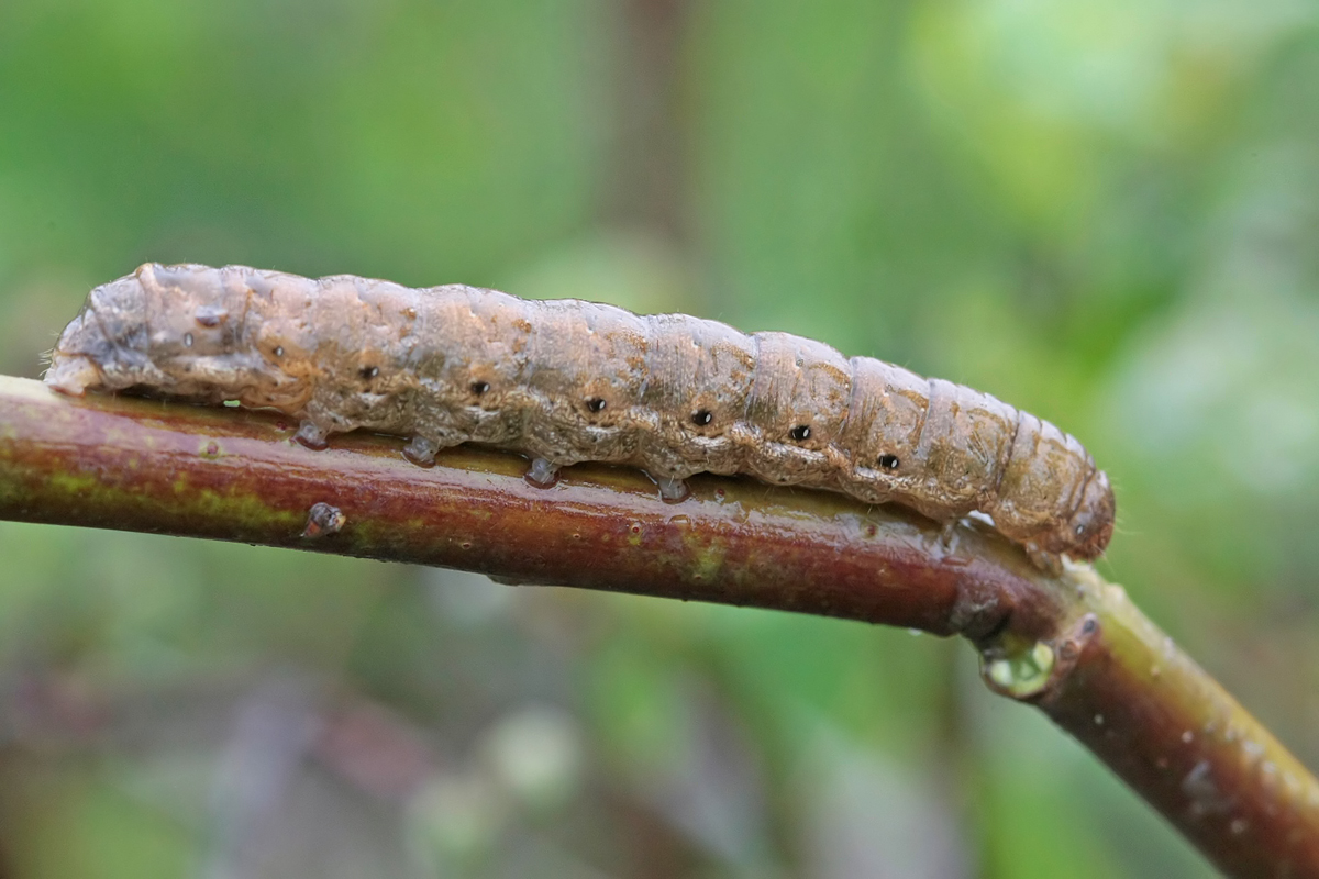 La Frangée (Noctua fimbriata)