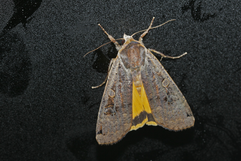 Le Hibou (Noctua pronuba)