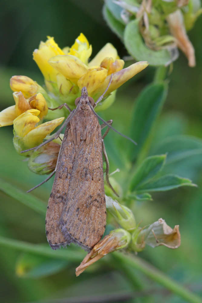La Pyrale de la luzerne (Nomophilla noctuella)