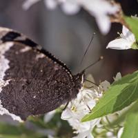 Le Morio (Nymphalis antiopa)