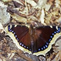 Le Morio (Nymphalis antiopa)