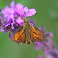 La Sylvaine (Ochlodes sylvanus)