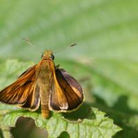 La Sylvaine (Ochlodes sylvanus)
