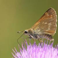 La Sylvaine (Ochlodes sylvanus)
