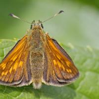 La Sylvaine (Ochlodes sylvanus)