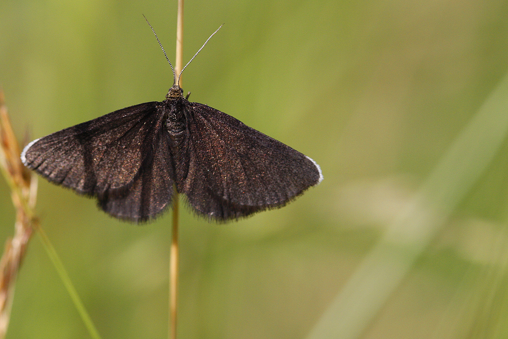 Le Ramoneur (Odezia atrata)