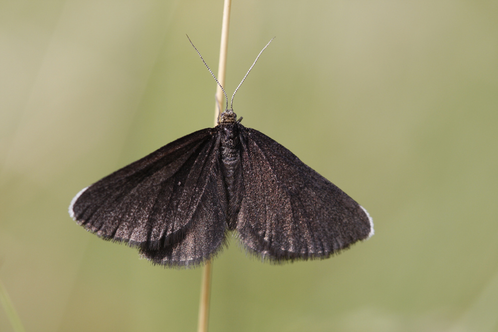 Le Ramoneur (Odezia atrata)