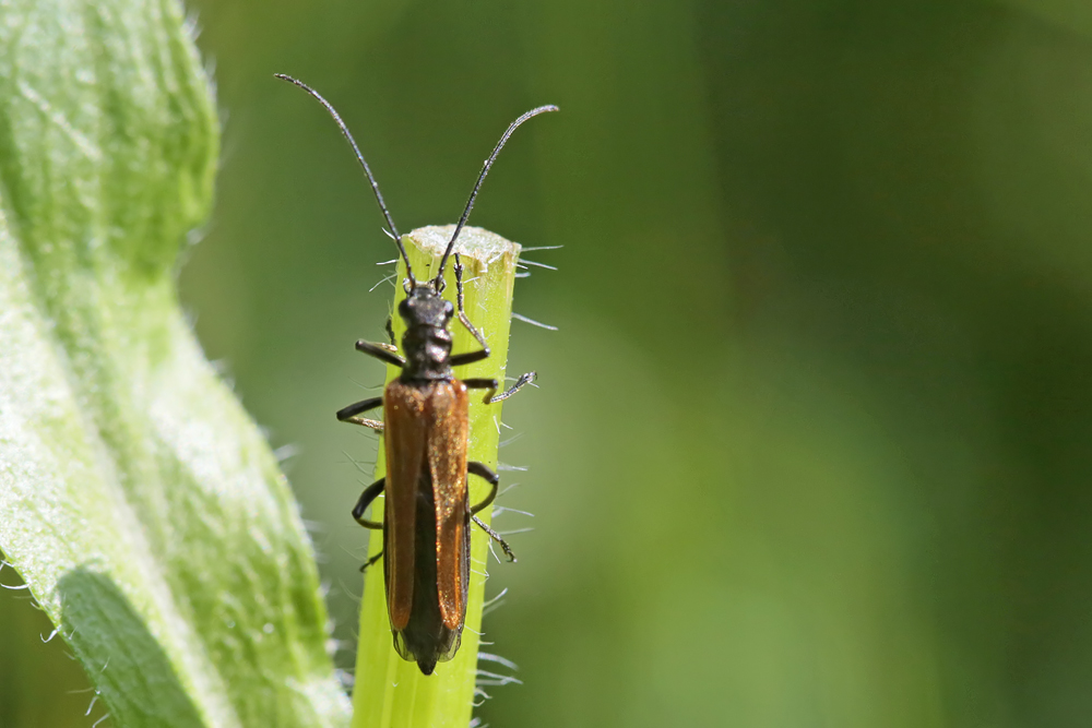 Oedemère (Oedemera femorata) femelle