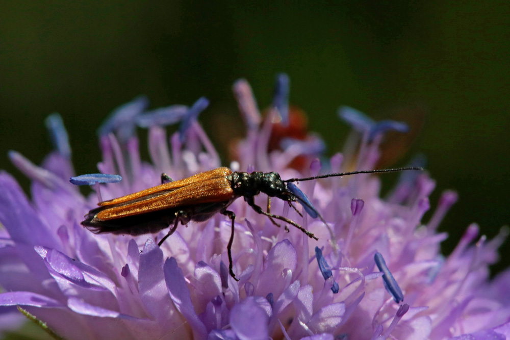 Oedemère (Oedemera femorata)