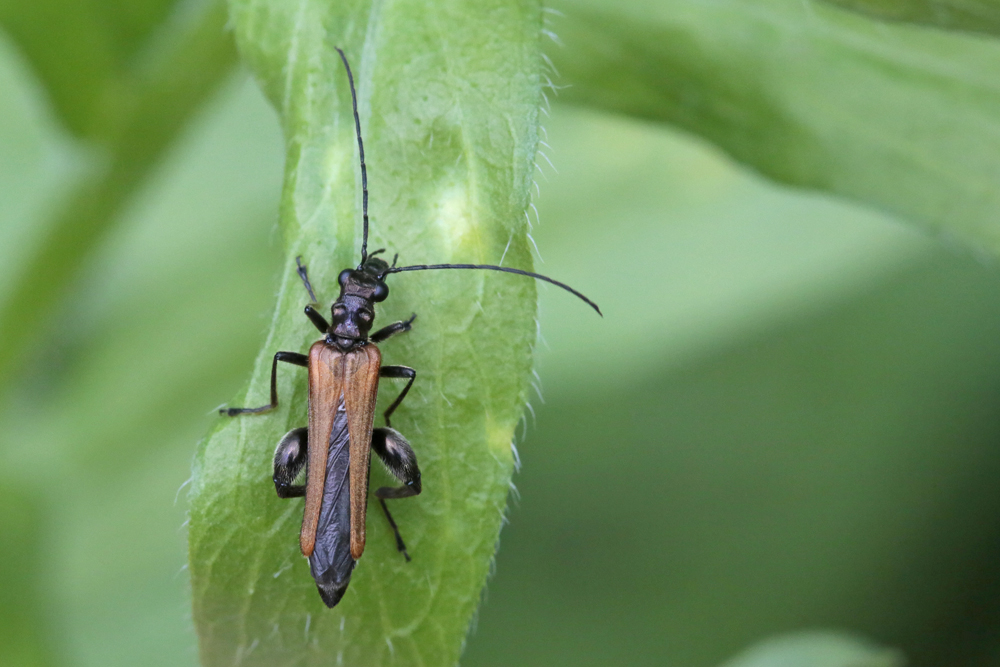 Oedemère (Oedemera femorata) mâle