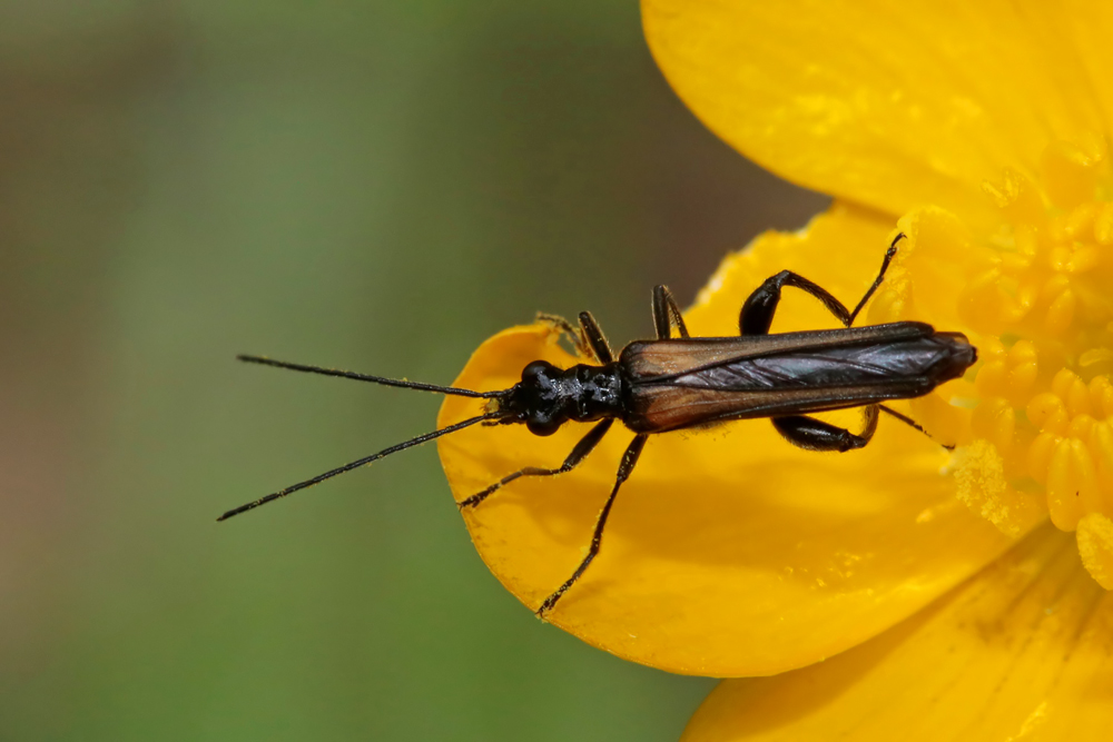 Oedemère (Oedemera phtysica)