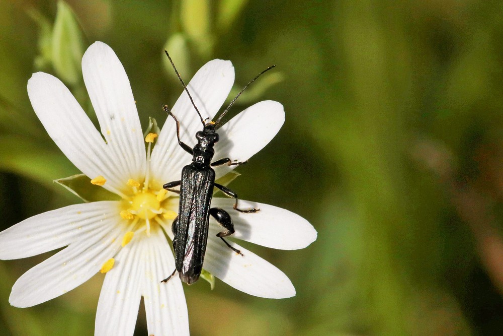 Oedemere  (Oedemera tristis)