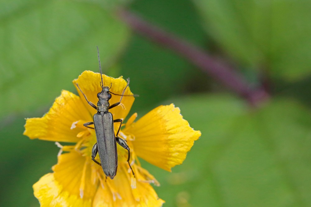 Oedemere verte (Oedemera virescens)