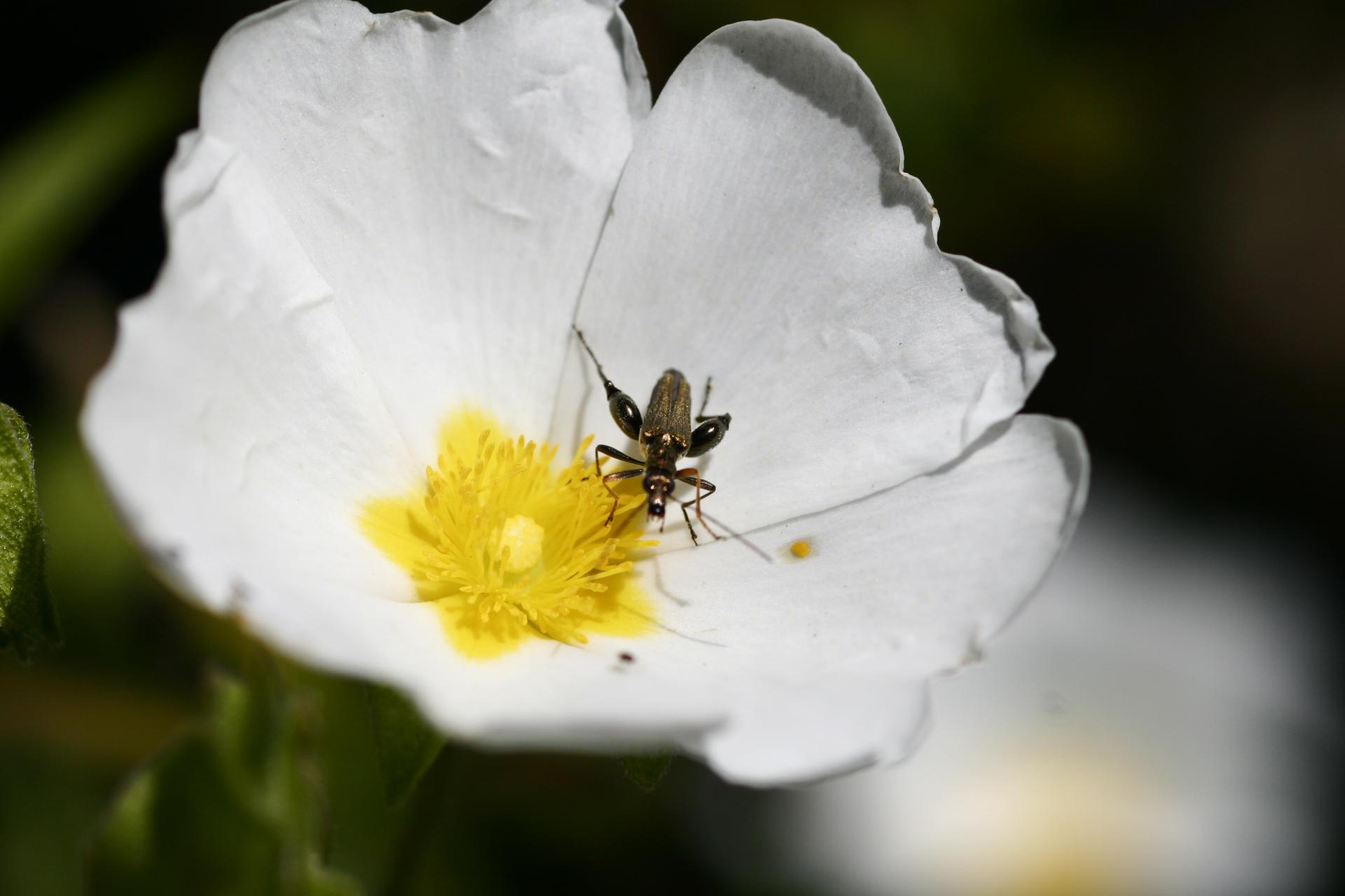 Oedemere ochracé (Oedemera podagrariae)