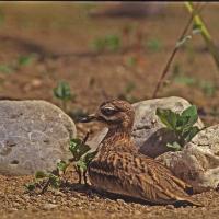 Oedicnème criard ( Burhinus oedicnemus )