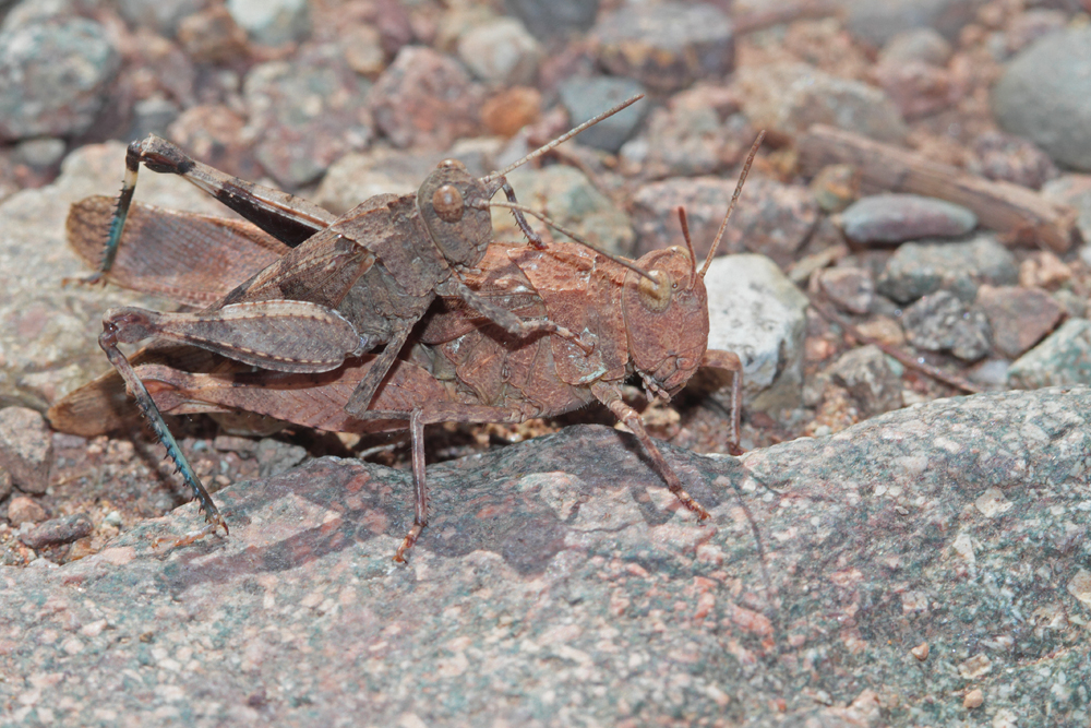 Oedipode turquoise (Oedipoda caerulescens) couple