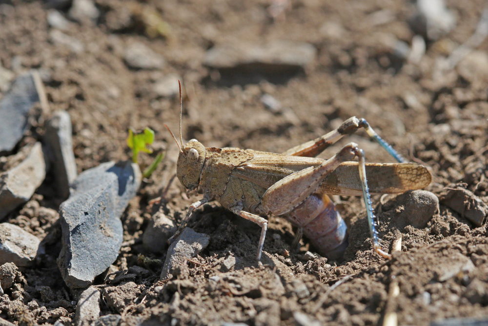 Oedipode turquoise (Oedipoda caerulescens) femelle