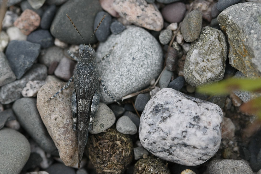 Oedipode turquoise (Oedipoda caerulescens)