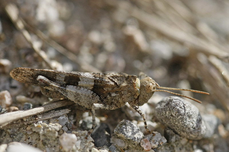 Oedipode turquoise (Oedipoda caerulescens)