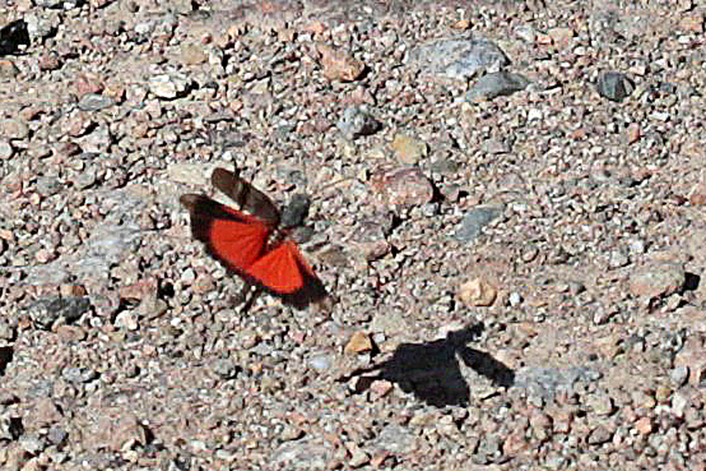 Oedipode rouge (Oedipoda germanica)