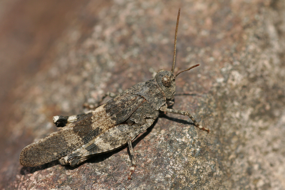 Oedipode rouge (Oedipoda  germanica)