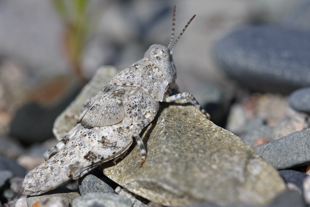 Oedipode aigue marine (Sphingonotus caerulans) jeune