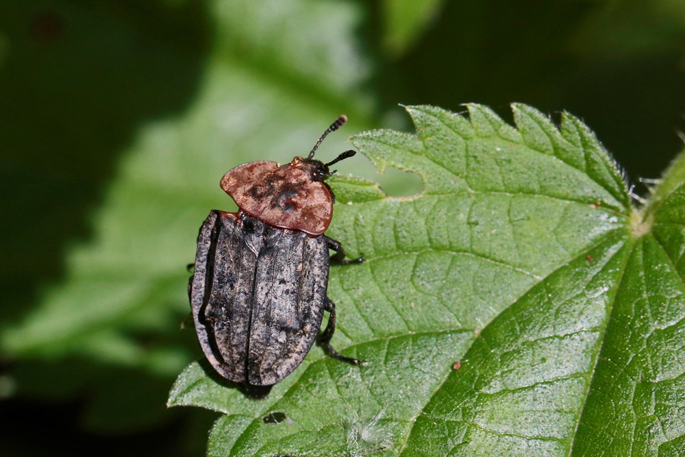 Silphe à corselet rouge (Oiceoptoma thoracica )