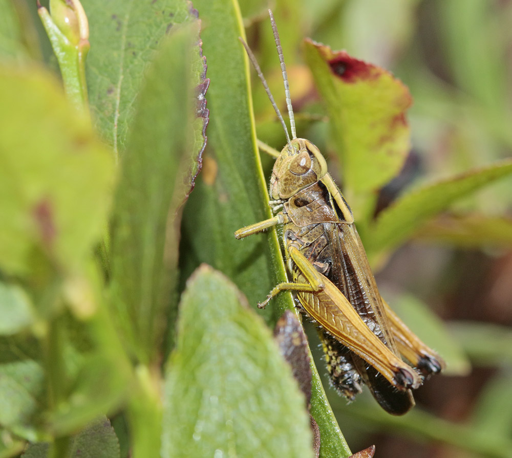 Criquet verdelet (Omocestus viridulus)