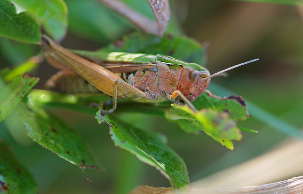 Criquet verdelet (Omocestus viridulus)