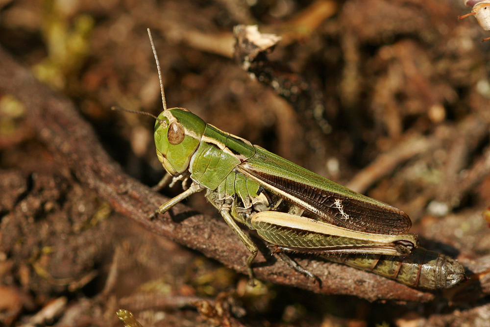 Criquet verdelet (Omocestus  virudulus)