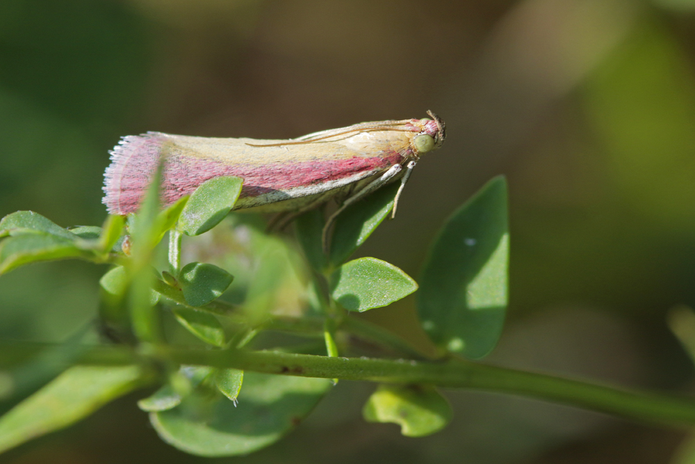 La Phycide incarnat (Onocera semirubella)