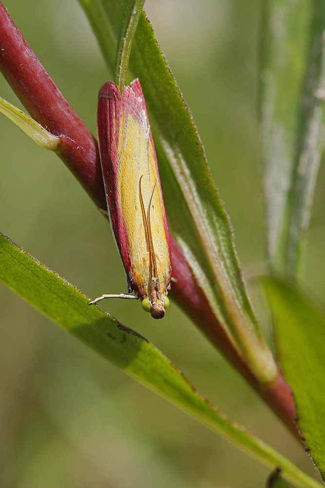 La Phycide incarnat (Onocera semirubella)