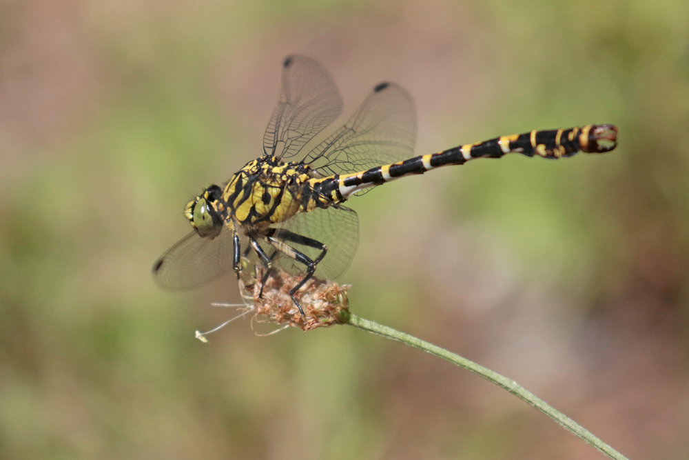 Gomphe à pinces (Onychogomphus forcipatus) mâle.