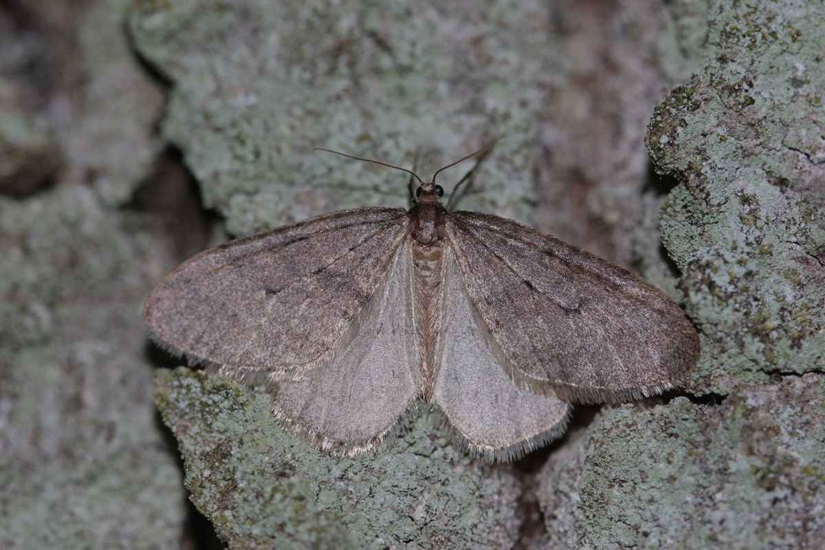 La Phalène brumeuse (Operophtera brumata)