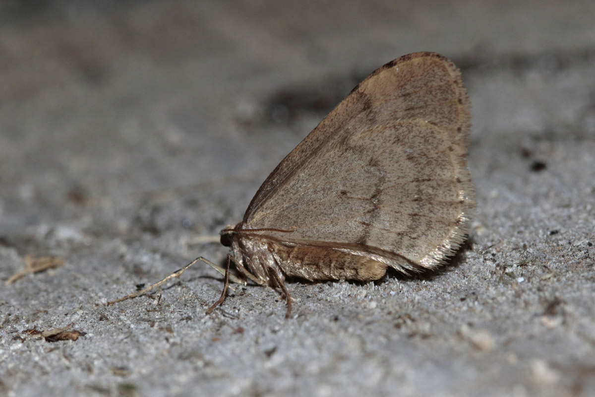 La Phalène brumeuse (Operophtera brumata)