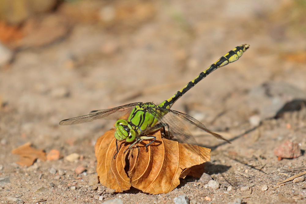 Gomphe serpentin (Ophiogomphus cecilia)