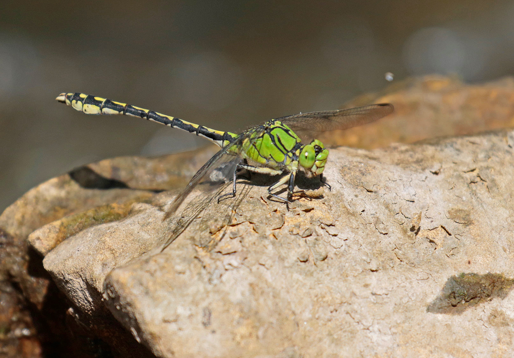 Gomphe serpentin (Ophiogomphus cecilia)