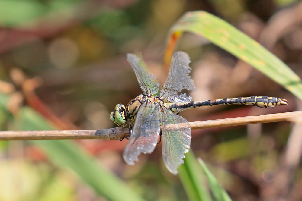 Gomphe serpentin (Ophiogomphus cecilia)