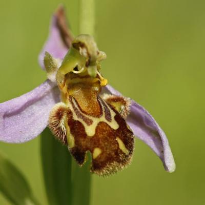 Ophrys abeille  (Ophrys apifera)