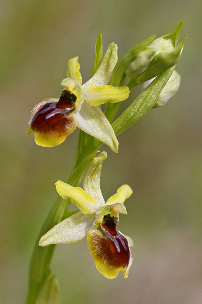 Ophrys litigieux (Ophrys araneola)