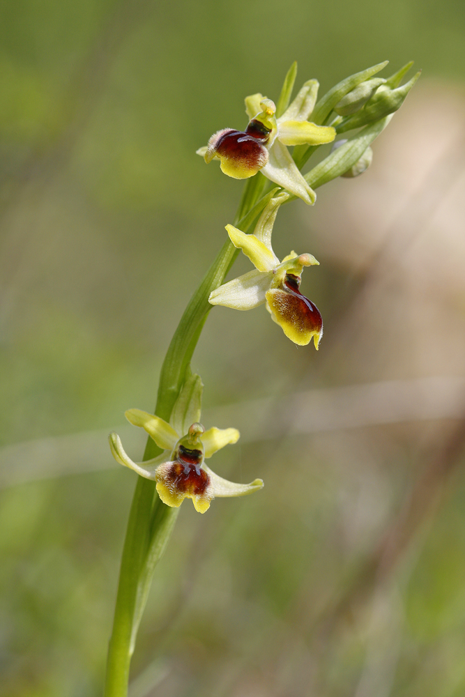 Ophrys litigieux (Ophrys araneola)