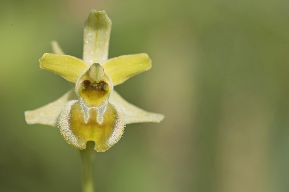 Ophrys litigieux (Ophrys araneola)